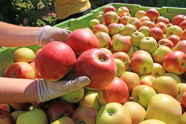 Obstbau 
